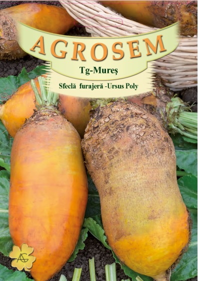 Sfeclă furajeră - Ursus Poly