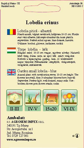 Lobelia pitică albastră