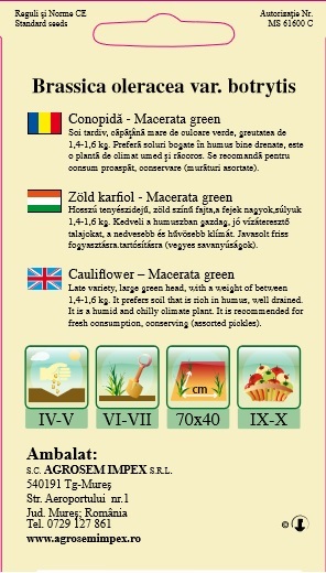 Conopidă verde - Macerată Green