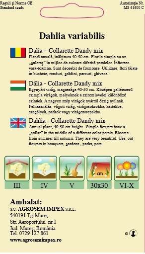 Dalia - Collarette
