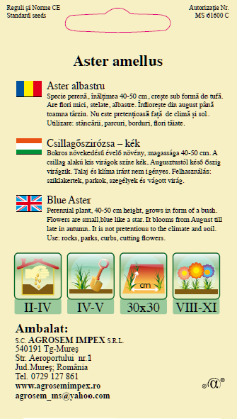 Aster albastru