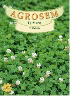 Trifoi alb cu Rhizobium