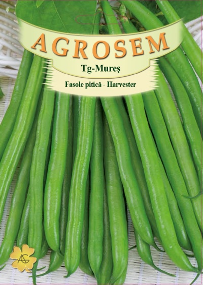 Fasole pitica - Harvester