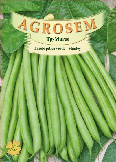 Fasole pitica - Stanley