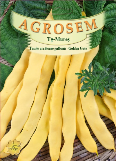 Fasole urcatoare - Golden Gate