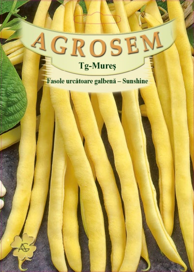 Fasole urcatoare - Sunshine