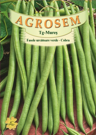 Fasole urcatoare - Cobra