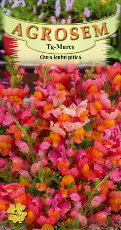 Gura leului pitică portocalie