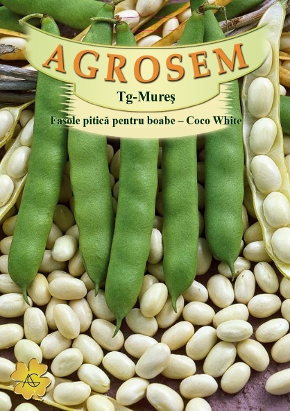 Fasole pitică pentru boabe - Coco White