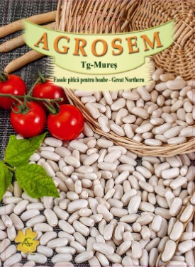 Fasole pitică pentru boabe - Great Northern