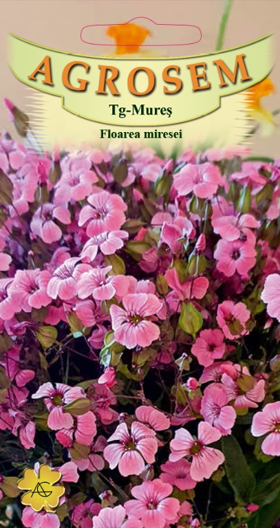 Floarea miresei  roz