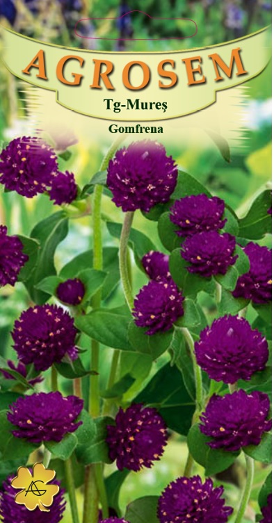 Gomfrena violet