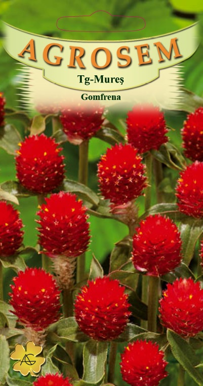 Gomfrena roșie