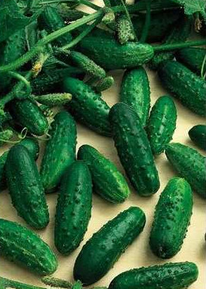 Castraveți Levina Mix F1 250 sem