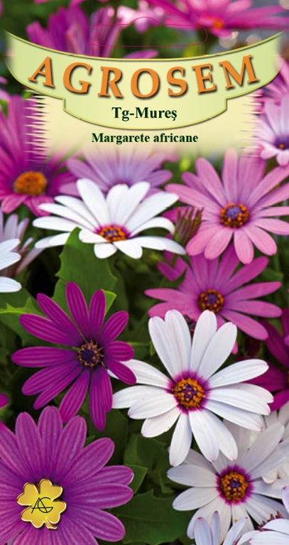 Margarete africane