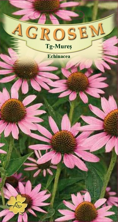 Echinacea