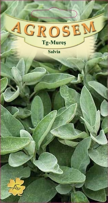 Salvia
