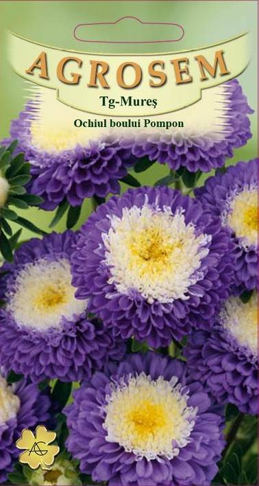 Ochiul boului Pompon Albastru cu Alb