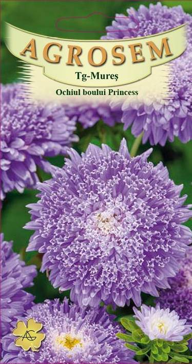 Ochiul Boului Princess Albastru