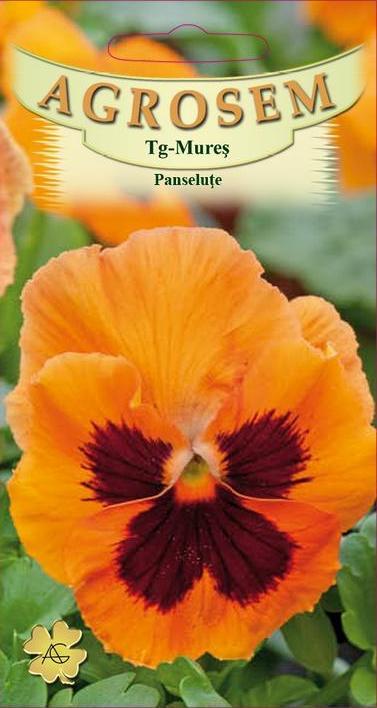 Panseluţe portocalii