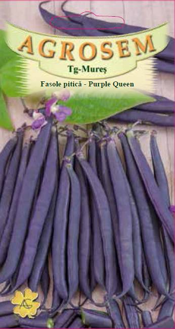Fasole pitică - Purple Queen