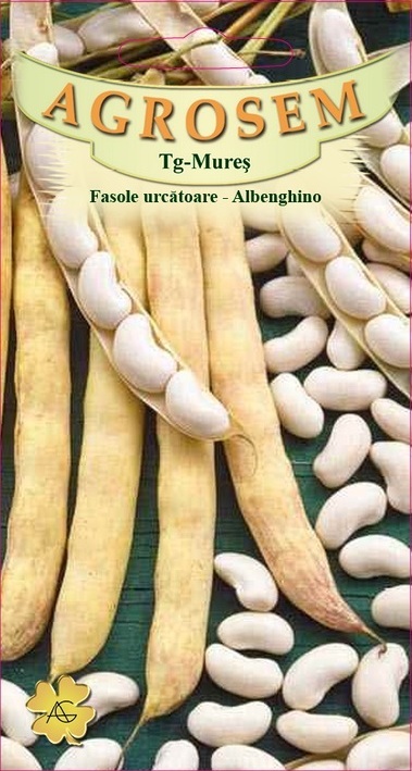Fasole urcătoare - Albenghino
