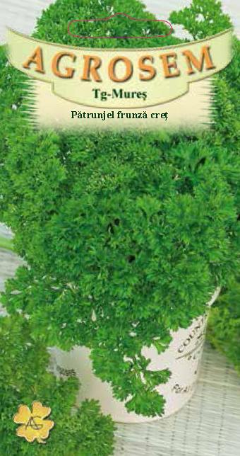 Pătrunjel frunză creţ