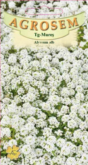 Alyssum alb