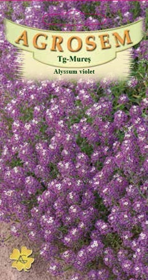 Alyssum violet