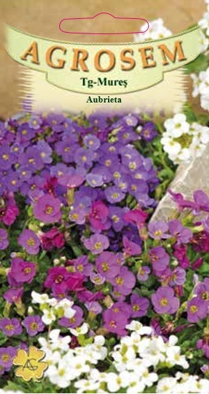 Aubrieta