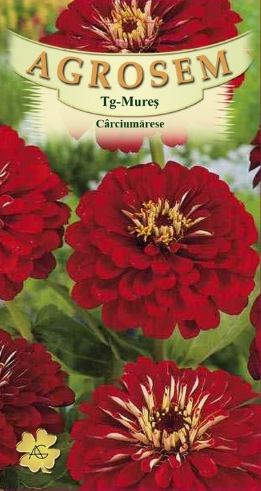 Cârciumărese mari roșii