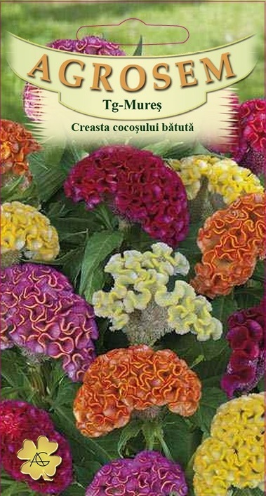 Creasta cocoșului bătută