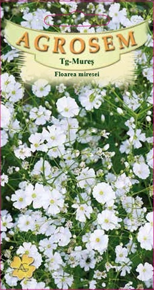 Floarea miresei albă