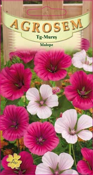 Malope