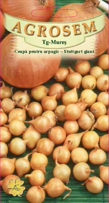 Ceapă arpagic - Stuttgart Giant