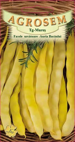 Fasole urcătoare - Auria Bacăului