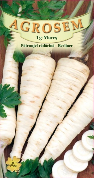 Pătrunjel rădăcină - Berliner