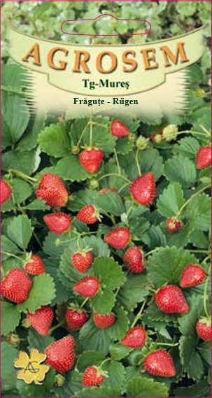 Frăguțe - Rugen