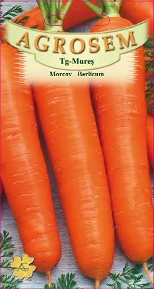 Morcov - Berlicum