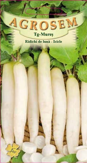 Ridichi de lună - Icicle