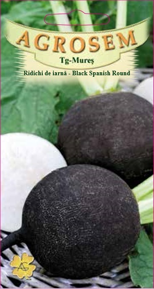 Ridichi de iarnă - Black Spanish Round