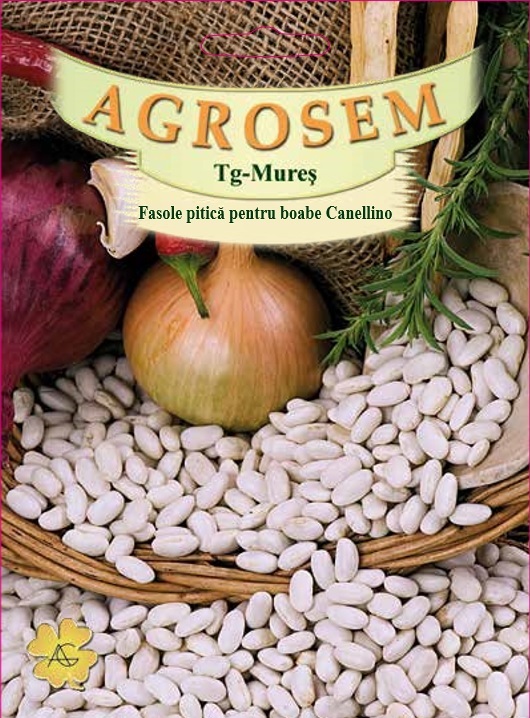 Fasole pitică pentru boabe - Canellino