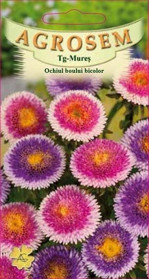 Ochiul boului - bicolor