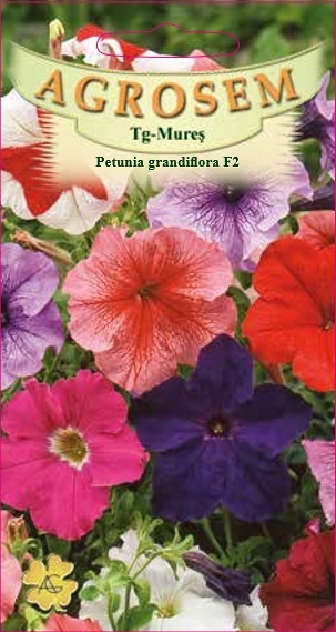Petunia grandiflora F2