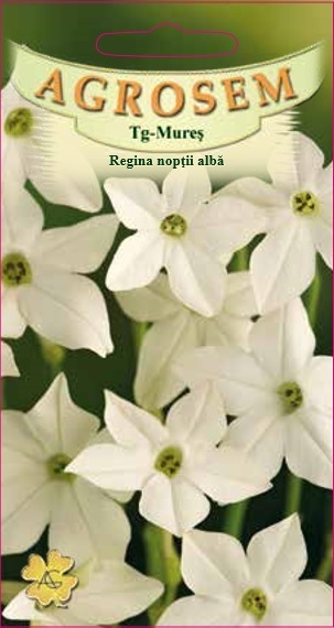 Regina nopții albă