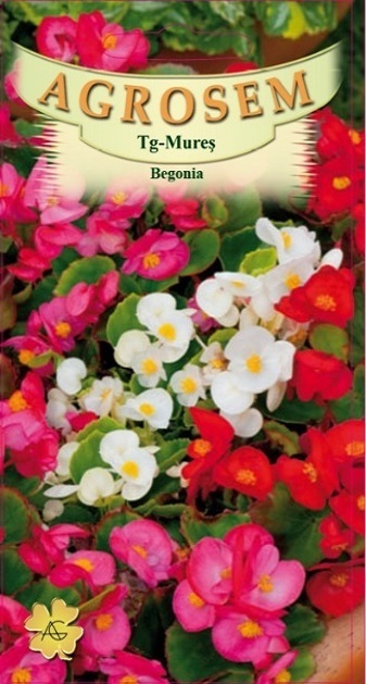 Begonia