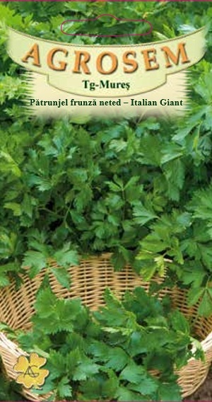 Pătrunjel frunză neted - Italian Giant