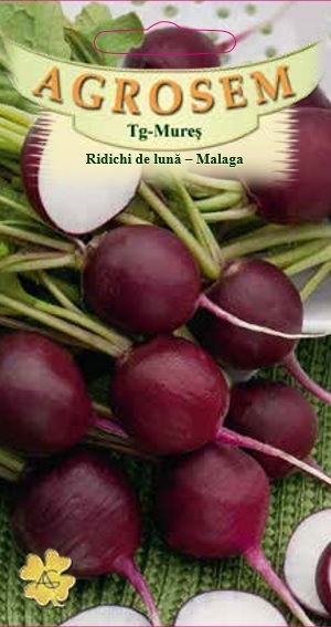 Ridichi de lună -Malaga