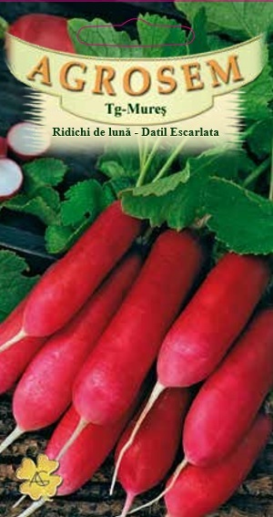 Ridichi de lună-Datil Escarlata