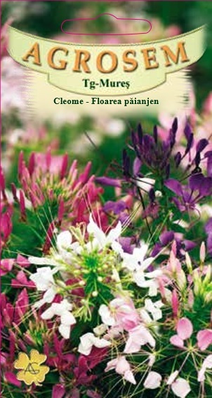 Cleome - Floarea păianjen